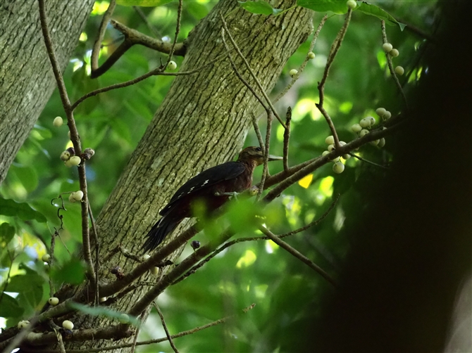 mO`Q,Okinawa Woodpecker
